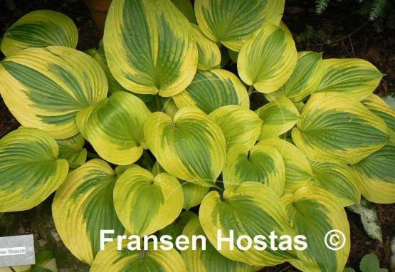 Hosta Summer Breeze